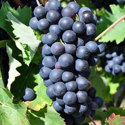 Круглый в Новополоцке