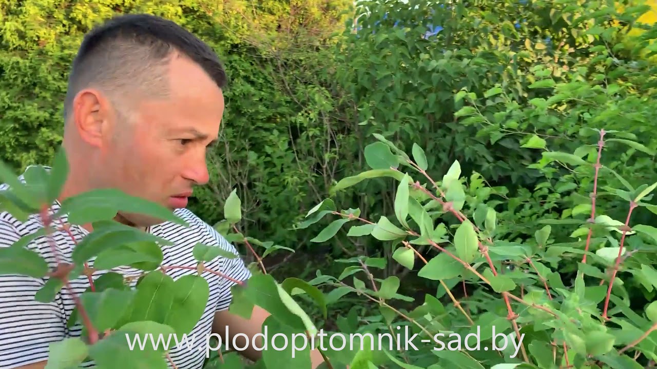 Превью видео