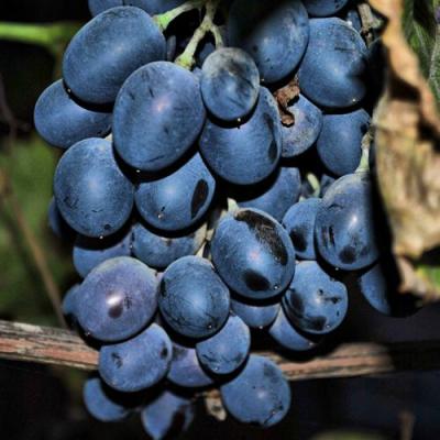 Синий в Новополоцке