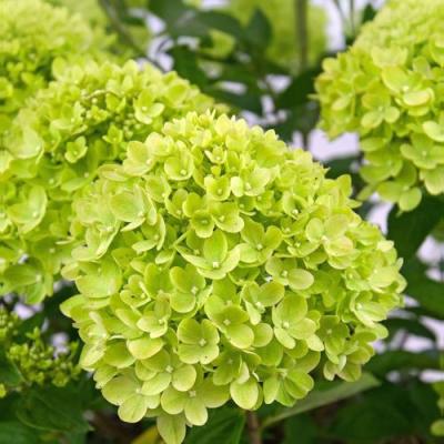 Зеленая в Новополоцке