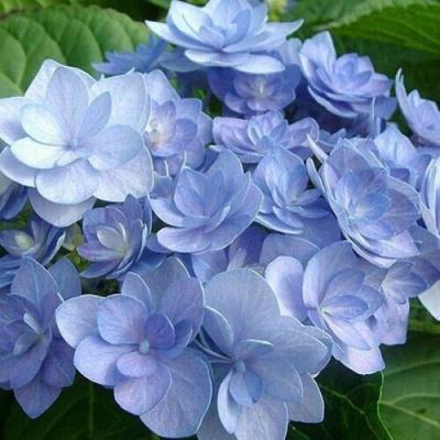 Голубая в Новополоцке