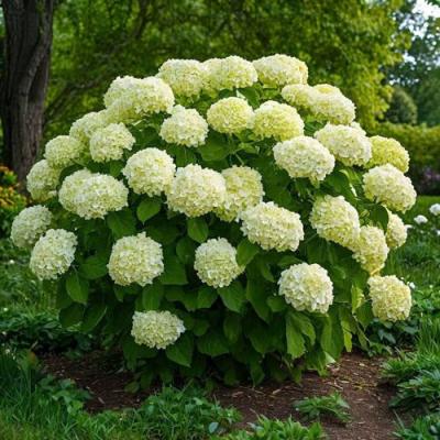 Большие (высокие) в Новополоцке