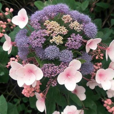 Шершавая в Новополоцке