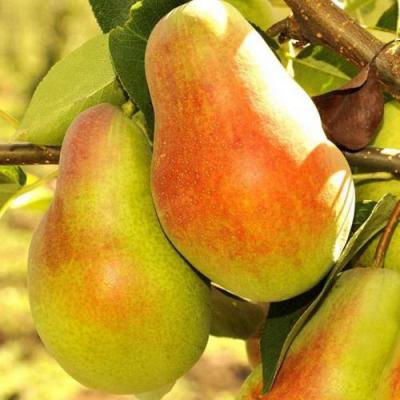 Красавица в Новополоцке