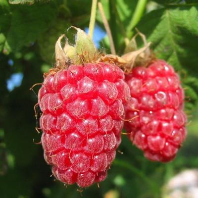 Крупная в Новополоцке