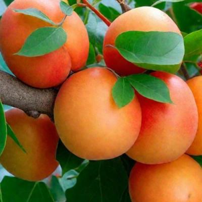 Абрикос в Новополоцке