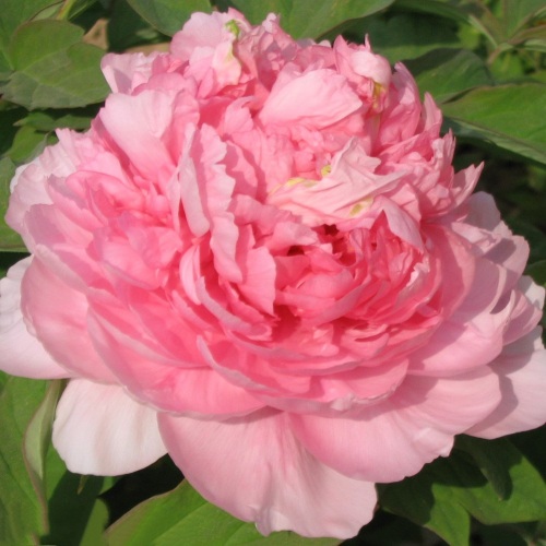 Пион ИМПЕРАТОРСКАЯ НАЛОЖНИЦА древовидный в Новополоцке