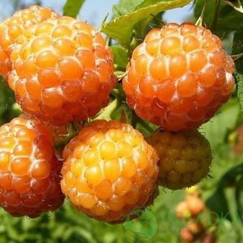 Малина КУМБЕРЛЕНД желтая в Новополоцке