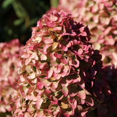 Мэджикал в Новополоцке