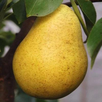 Крупная в Новополоцке