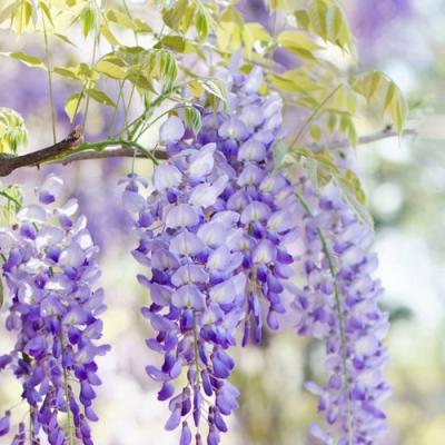 Глициния в Новополоцке