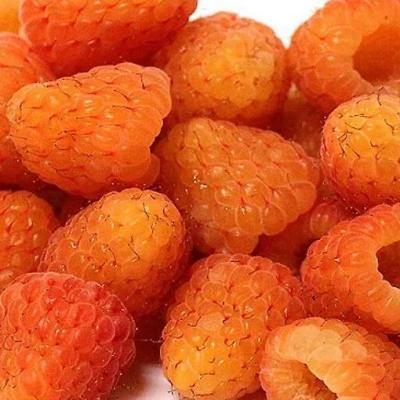 Оранжевая в Новополоцке