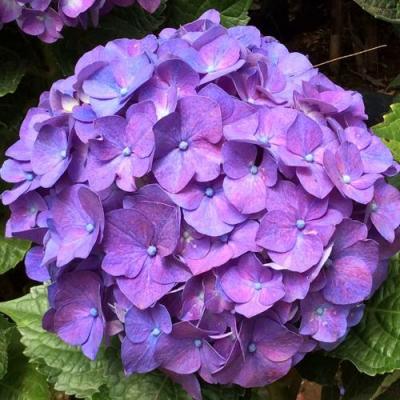 Фиолетовая в Новополоцке