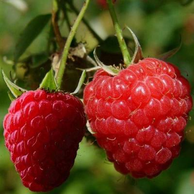 Кустовая в Новополоцке