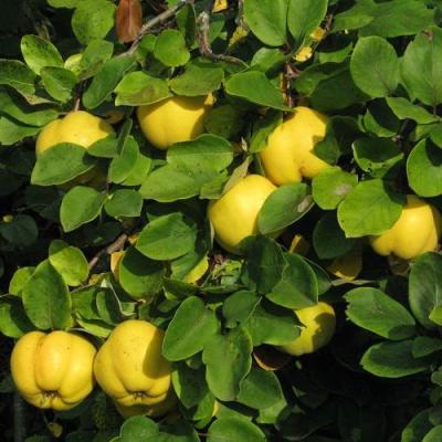 Айва в Новополоцке