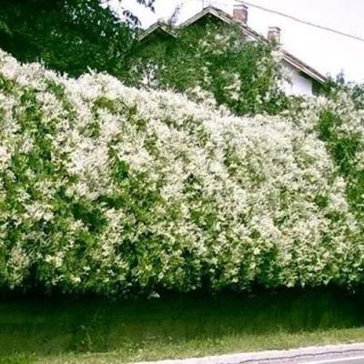 Фаллопия в Новополоцке