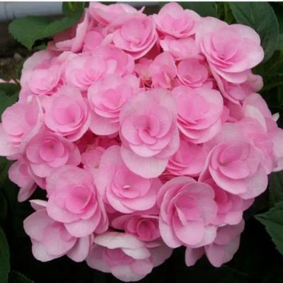 Махровая в Новополоцке