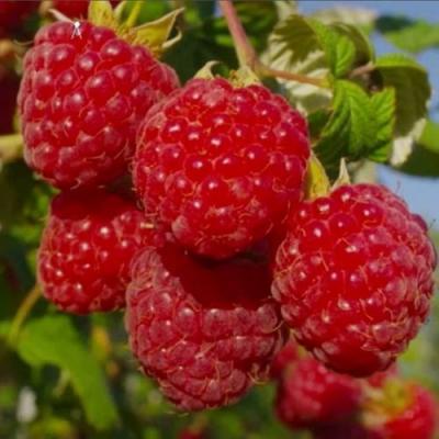 Ранняя в Новополоцке