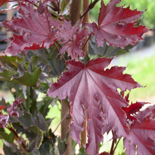 Клен КРИМСОН СЕНТРИ остролистный в Новополоцке