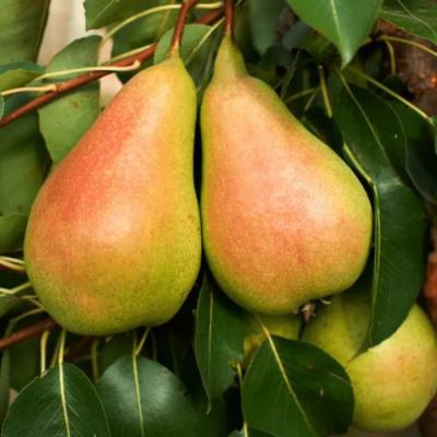 Сладкая в Новополоцке