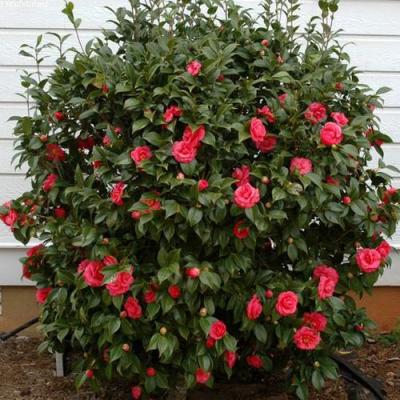 Камелия в Новополоцке