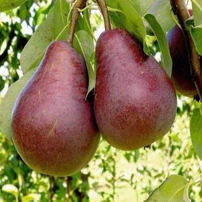 Красная в Новополоцке