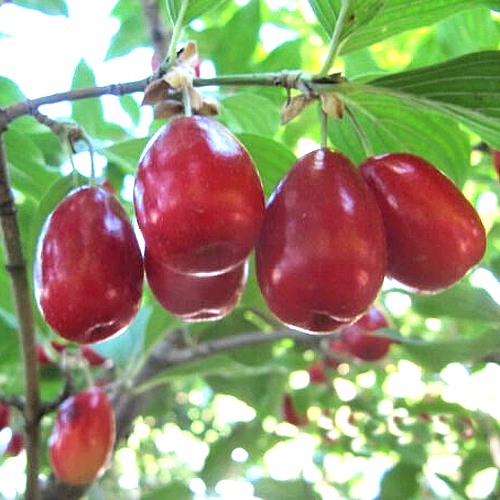 Кизил ЛУКЬЯНОВСКИЙ в Новополоцке