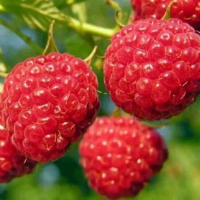 Поздняя в Новополоцке