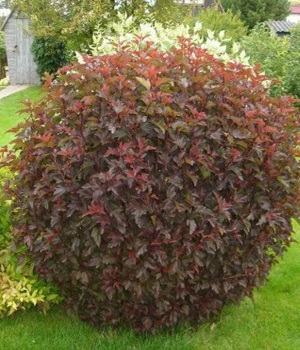 Пузыреплодник РЕД БАРОН куст.jpg