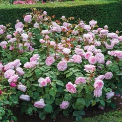 роза английская Оливия Роуз Остин.jpg