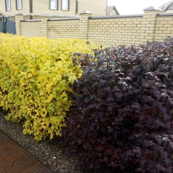 Дартс Голд + Диабло.jpg