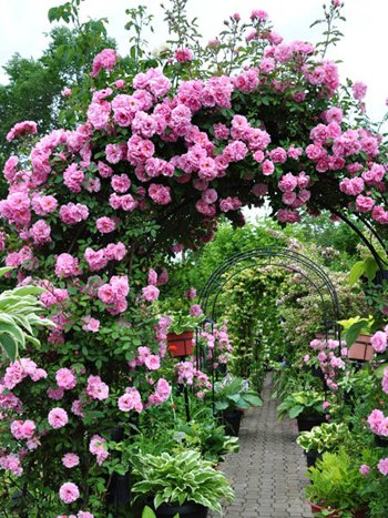 Роза ДЖОН ДЭВИС плетистая.jpg