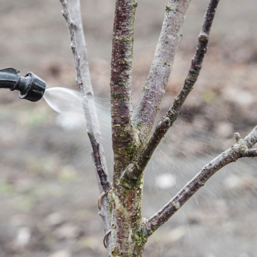 Защита заженца от вредителей и болезней.jpg