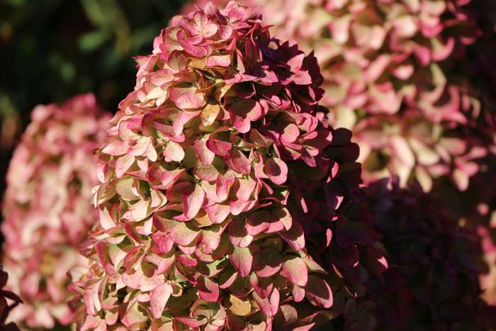 гортензия мэджикал.jpg
