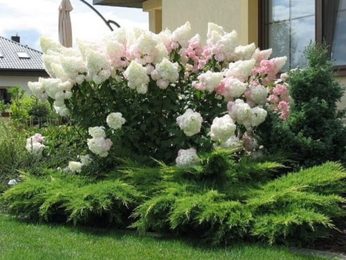 гортензия и хвойники.jpg