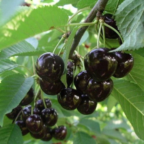 саженцы ранней черешни.jpeg