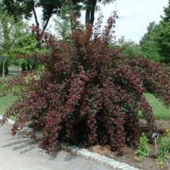 андре пузыреплодник.jpg