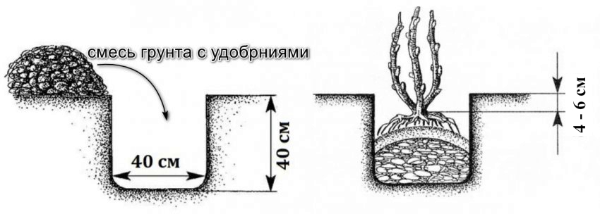 схема посадки крыжовника