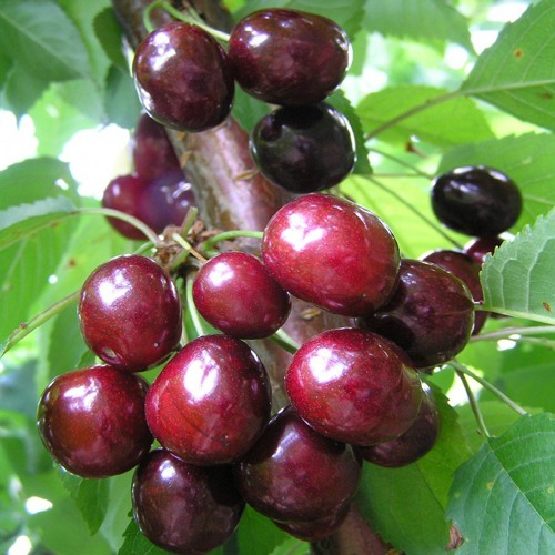 саженцы поздних сортов черешни.jpg