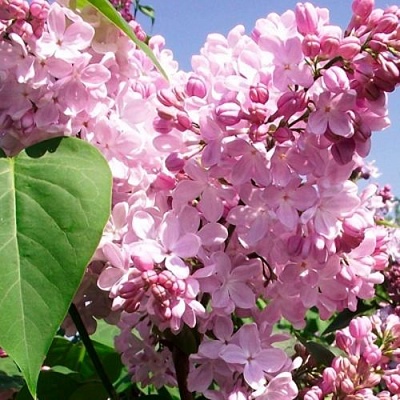 Сирень АДЕЛИНА в Новополоцке