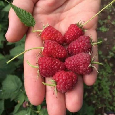 Малина ЕВРАЗИЯ в Новополоцке