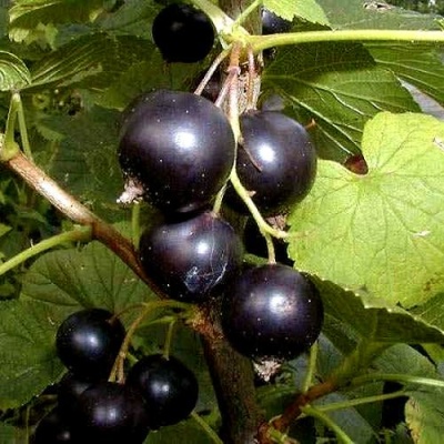 Смородина чёрная БИНАР в Новополоцке