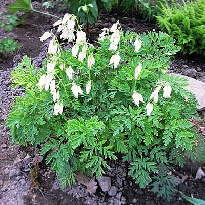 Дицентра красивая АВРОРА в Новополоцке