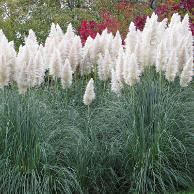 Кортадерия белая (пампасная трава) в Новополоцке
