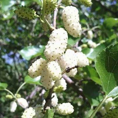 Шелковица БЕЛАЯ МЕДОВАЯ в Новополоцке