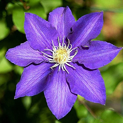 Клематис ЗЕ ПРЕЗИДЕНТ в Новополоцке