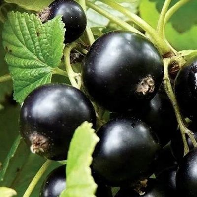 Смородина чёрная ЛЕНТЯЙ в Новополоцке