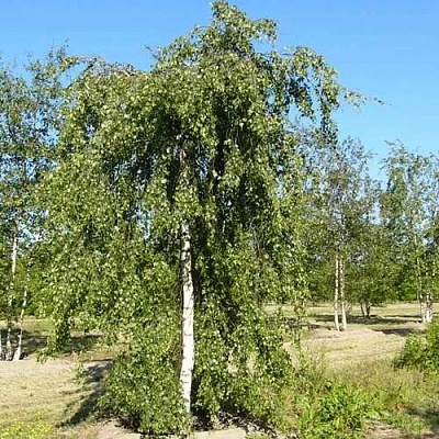 Береза ПОВИСЛАЯ в Новополоцке