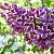 Сирень СЕНСАЦИЯ (привитая) в Новополоцке