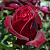 саженцы розы Папа Мейян